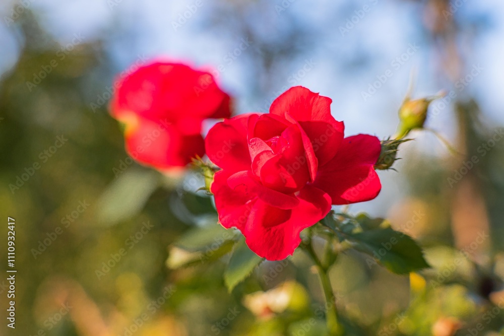 Obraz premium Close-up of two red roses in bloom, set against a blurred green background suggestive of a larger garden setting Sunlight dapples the flowers from above, casting soft shadows and highlighting textur