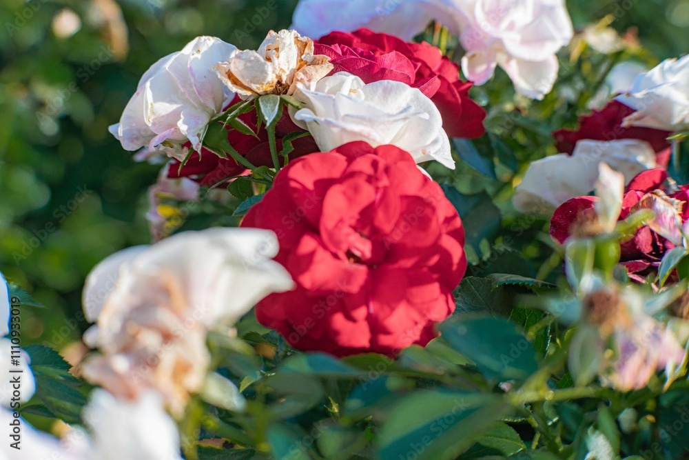 Fototapeta premium Close-up view of outdoor garden roses, with pink and red blooms, layered petals, green leaves, shallow depth of field