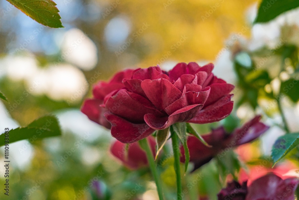 Close-up of a single, vibrant red rose against a softly blurred outdoor backdrop, with sunlight filtering through The focus is on the flowers beauty and color Close-up of a single, vibrant red rose against a softly blurred outdoor backdrop, with sunlight filtering through The focus is on the flowers beauty and color