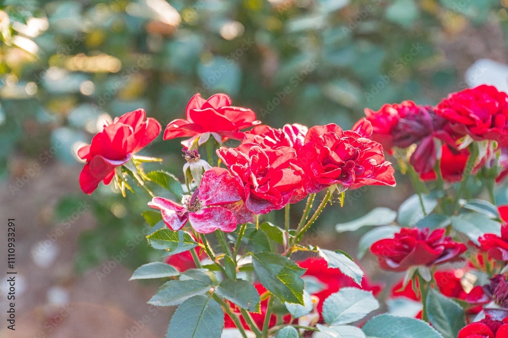 Close-up of fresh, red roses with green leaves, possibly in a garden or flowerbed Naturalistic photograph showcasing flower beauty and details Close-up of fresh, red roses with green leaves, possibly in a garden or flowerbed Naturalistic photograph showcasing flower beauty and details