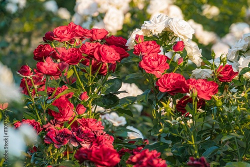 Close-up image of blooming roses, climbing plants, varying stages of bloom opened to partially opened petals, color range deep red, pink, cream, natural lighting, vibrant colors, no texts, realis photo