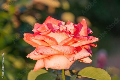 Close-up photograph of a freshly bloomed light pink rose with water droplets, against a softly blurred green garden background photo