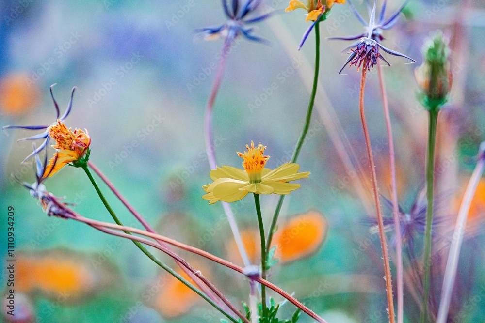 Close-up image of vibrant wildflowers with unique hues, shapes, and heights Colors range from yellow to red, purple creating a natural kaleidoscope Some flowers tall on long stems, others bowed on Close-up image of vibrant wildflowers with unique hues, shapes, and heights Colors range from yellow to red, purple creating a natural kaleidoscope Some flowers tall on long stems, others bowed on