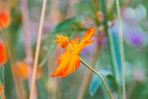 Close-up image of a bright orange flower with fine, light-colored filaments possibly anthers or stamens Surrounded by lush green plants and flowers against a soft-focus backdrop No text present photo