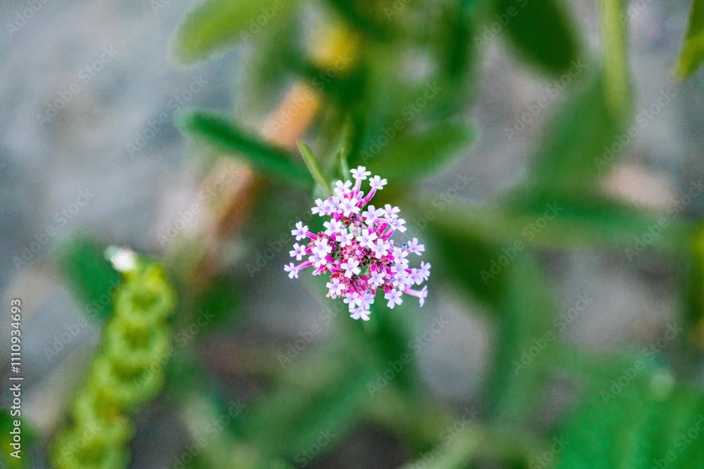 Close-up of pink flowering plant, multiple layered petals, green foliage, possible outdoor setting, natural lighting, contrasting background of textured surface concrete or stone