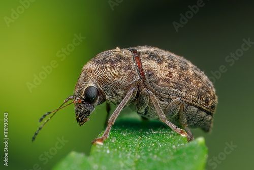 Photos A tiny coffee bean weevil