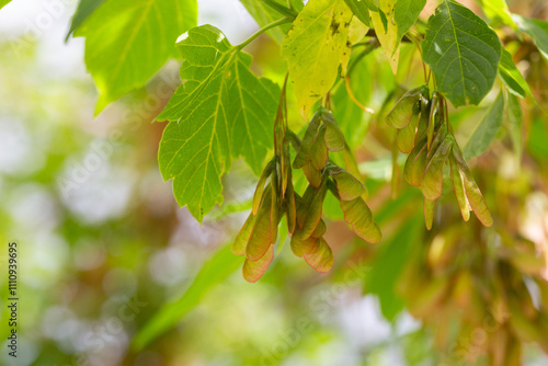 Acer negundo in the fall. Seed pods of box elder (Acer negundo) in the fall. Box Elder (acer Negundo) Seeds.