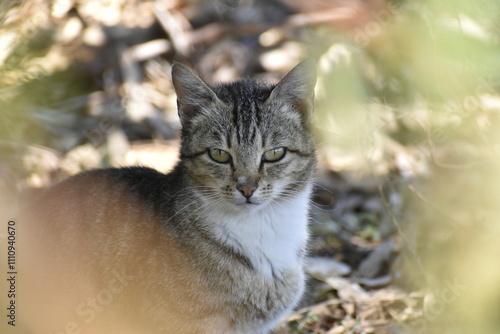 Peeping through branches to see a peaceful farm cat