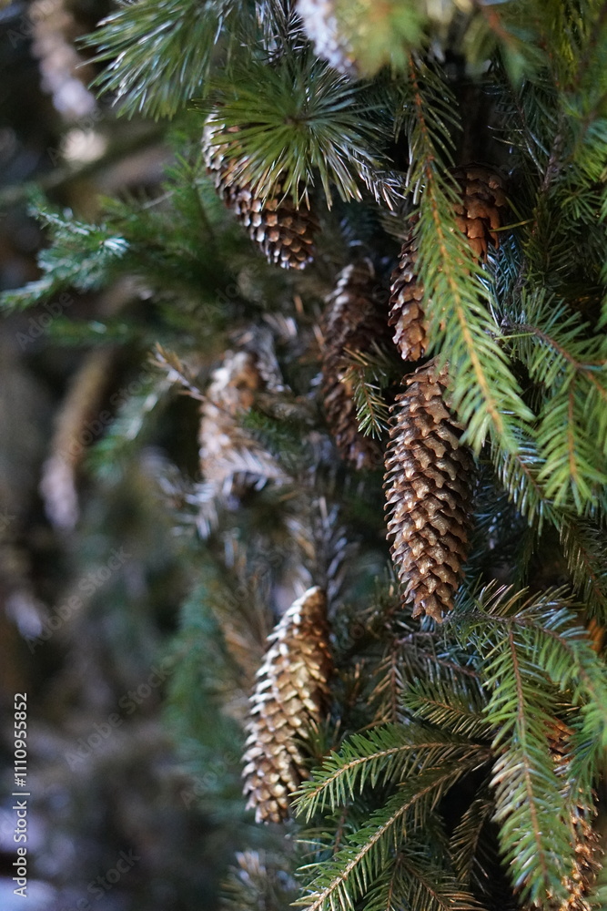 cones and needles cones and needles