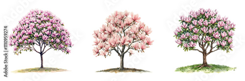 Watercolor set of blooming magnolia trees png. Magnolia carob trees with flowers. Spring trees. Concept of first flowers of spring watercolor. Vector illustration.