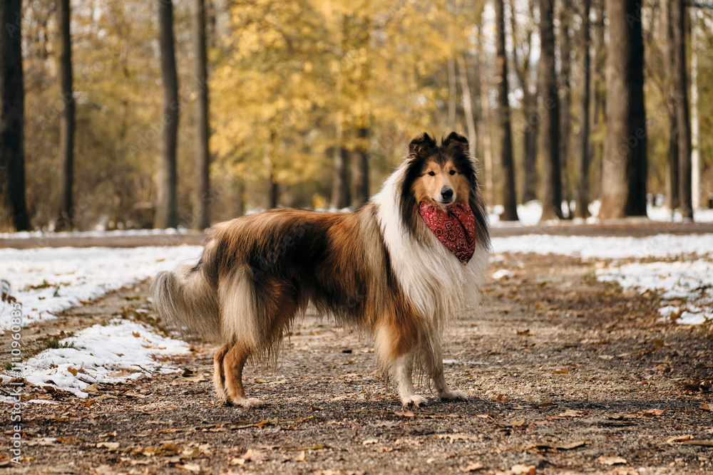 A long-haired red collie - a Scottish Shepherd stands on a forest path in late autumn. Charming fluffy purebred dog wears a red bandana around his neck, walking in the park. Side view portrait. A long-haired red collie - a Scottish Shepherd stands on a forest path in late autumn. Charming fluffy purebred dog wears a red bandana around his neck, walking in the park. Side view portrait.