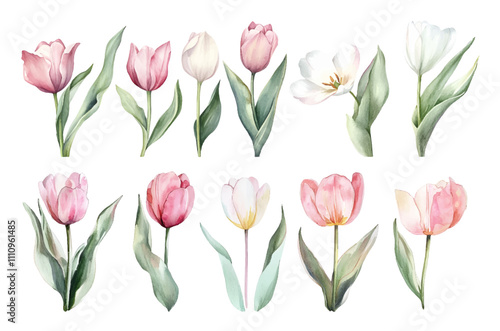 Watercolor set of delicate white and pink tulips with green leaves. Romantic white and pink tulips in watercolor. Elements for wedding invitation design. Spring watercolor botany.