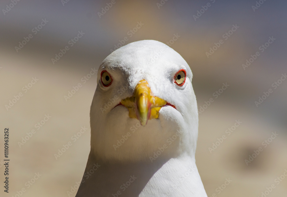 Seagull staring at the camera Seagull staring at the camera