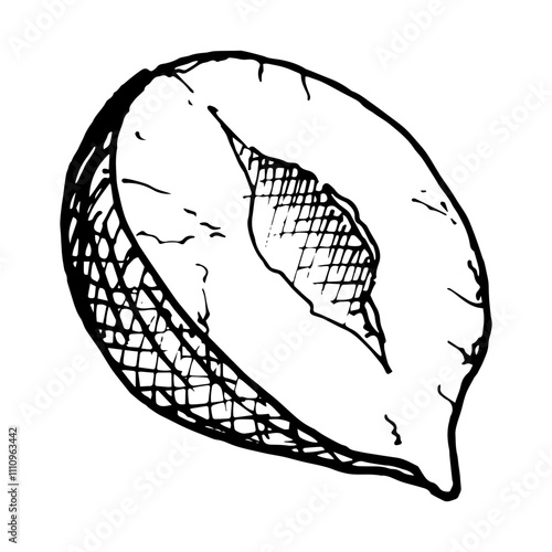 Detailed black and white vector clipart of a half of hazelnut for food packaging, recipe books, nut themed designs, organic product, culinary blogs, menus or educational materials on healthy eating