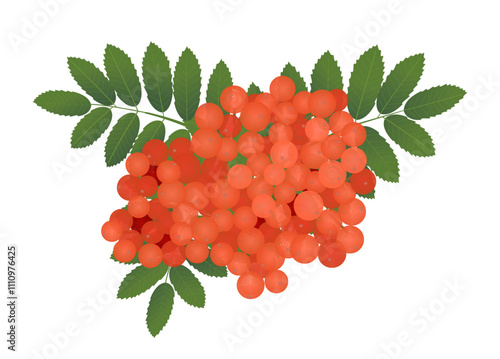 Red rowan bunch with green leaves isolated on a white background. Vector illustration in flat style, colored icon. Red ash berries.