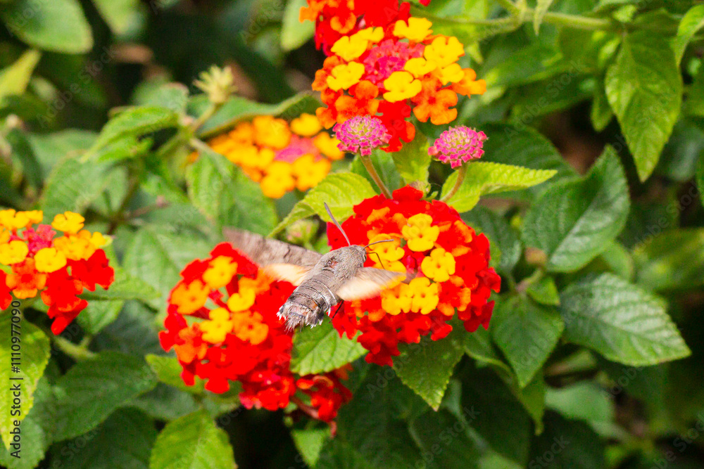 The hummingbird hawk-moth is a butterfly from the hawk moth family (Sphingidae). The hummingbird hawk-moth (Latin Macroglossum stellatarum) collects nectar from flowers. Autumn, October 2024. The hummingbird hawk-moth is a butterfly from the hawk moth family (Sphingidae). The hummingbird hawk-moth (Latin Macroglossum stellatarum) collects nectar from flowers. Autumn, October 2024.