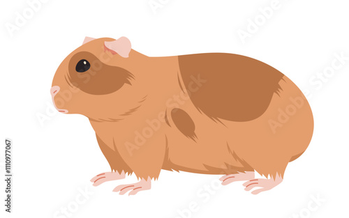 Guinea pig walking, side view. Cute lazy fat baby animal with brown long fur, paws and funny face, small furry adorable domestic rodent, little guinea pig portrait cartoon vector illustration