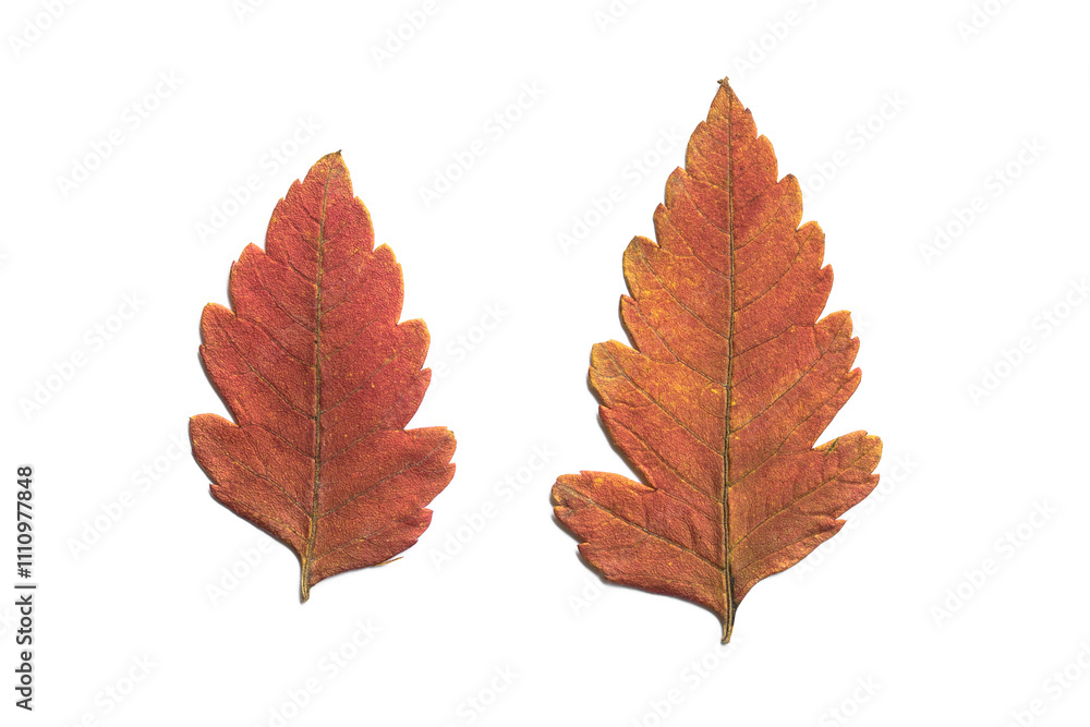 Fototapeta premium Autumn leaves isolated on white background, red dried tree leaves 