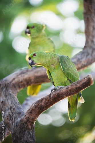 Green parrots perched on gnarled branch in lush forest setting