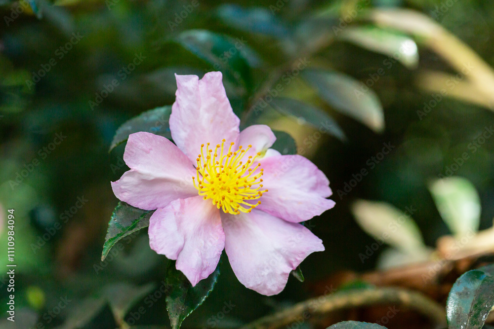 Pink Evergreen Autumn Flowering Camellia sasanqua 'Plantation Pink' Evergreen Shrub ...