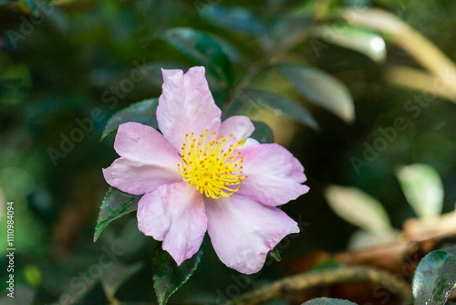 Autumn Flowering Camellia sasanqua 'Plantation Pink' Evergreen Shrub. The leaves and fruits of this camellia contain a large amount of essential oils, which are used for the manufacture of perfumes photo