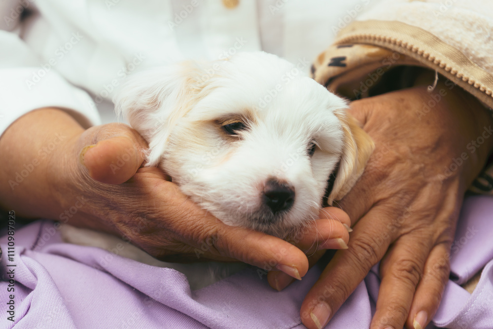 A small white puppy is being held by an older person A small white puppy is being held by an older person