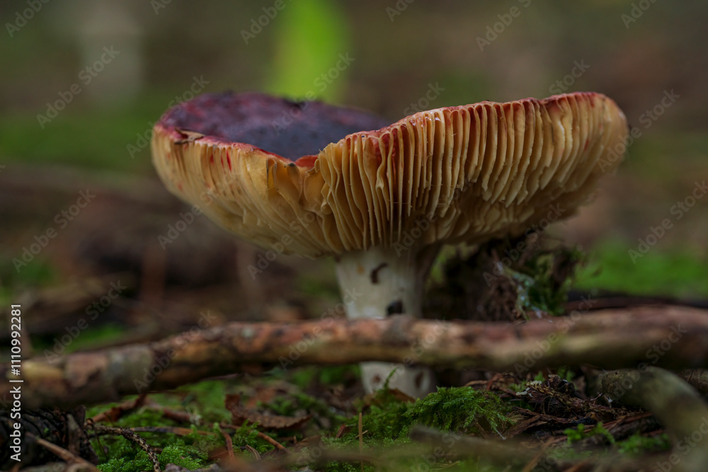 Bavarian forest with mushroom close up view and soft bokeh background Bavarian forest with mushroom close up view and soft bokeh background