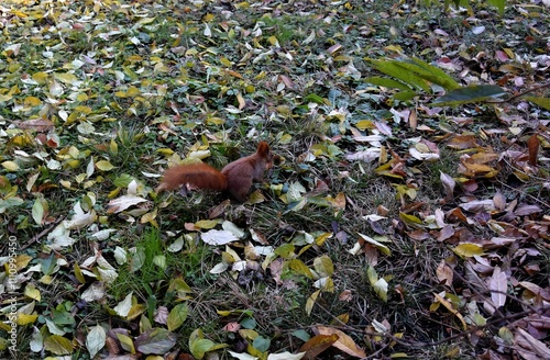 wild animal  squirrel - Sciurus vulgaris in park