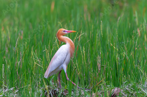 Beautiful adult eastern cattle egret (Ardea coromanda) in breeding plumage walks along the rice field photo