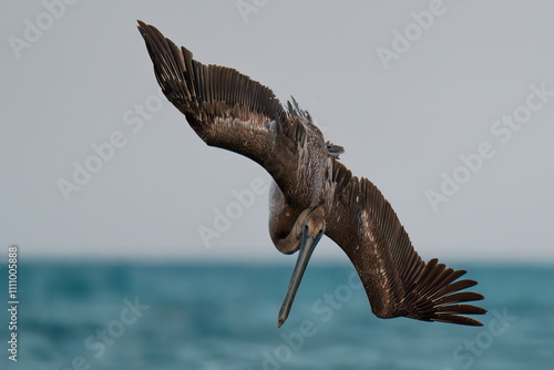Brown pelican diving for fish in sea