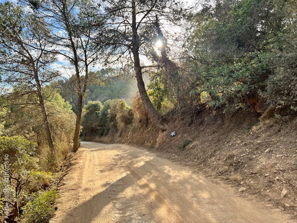 Fototapeta premium dirt road surrounded by trees