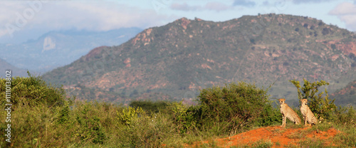 Landschaft im Tsavo/East Nationalpark bei Safari in Kenia Ostafrika photo