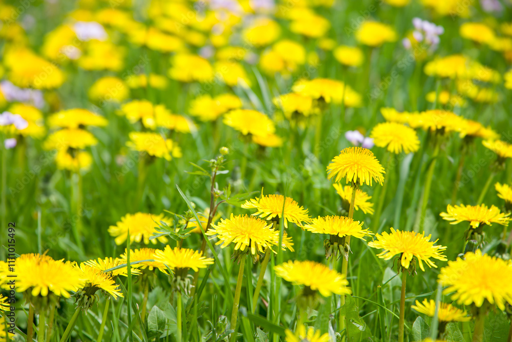 Fototapeta premium Yellow dandelion flowers on a green meadow in spring.