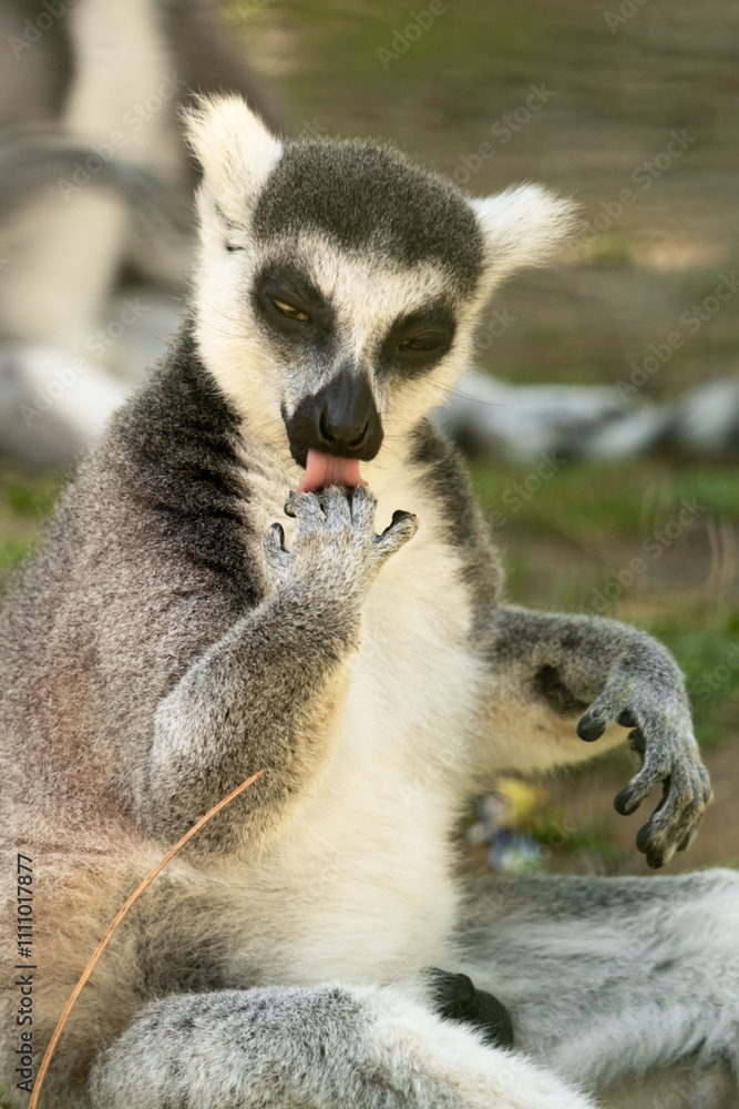 Fototapeta premium A lemur sits on the ground in a natural setting, and other lemurs in the background.