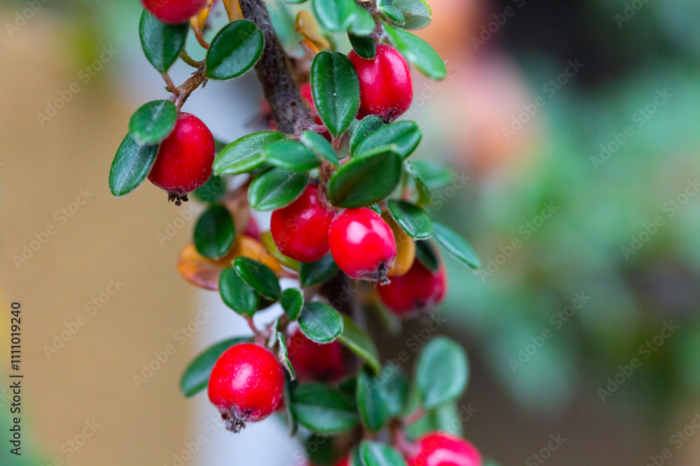 Obraz premium Cotoneaster horizontalis close up. Branches with red berries and green leaves.