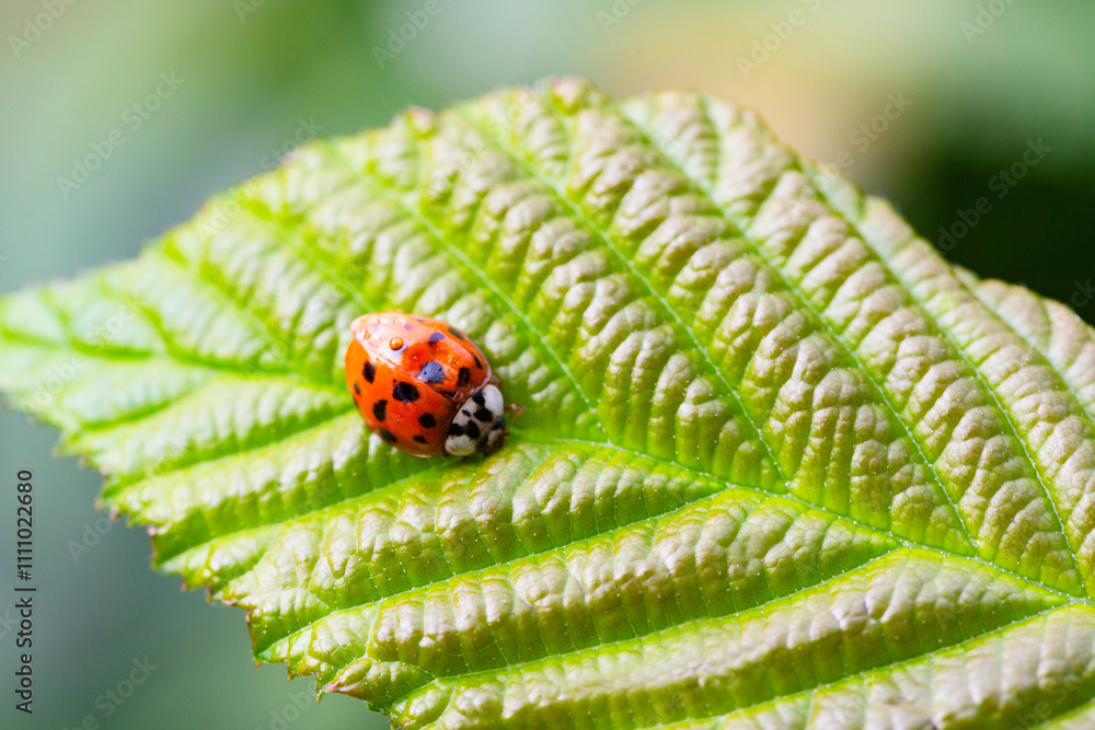 Ladybug crawls on a green leaf Ladybug crawls on a green leaf