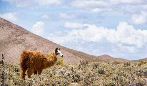 Spectacular view of a brown and white alpaca grazing peacefully on the mountainside in an arid and dry environment near the Salinas Grandes in northern Argentina.