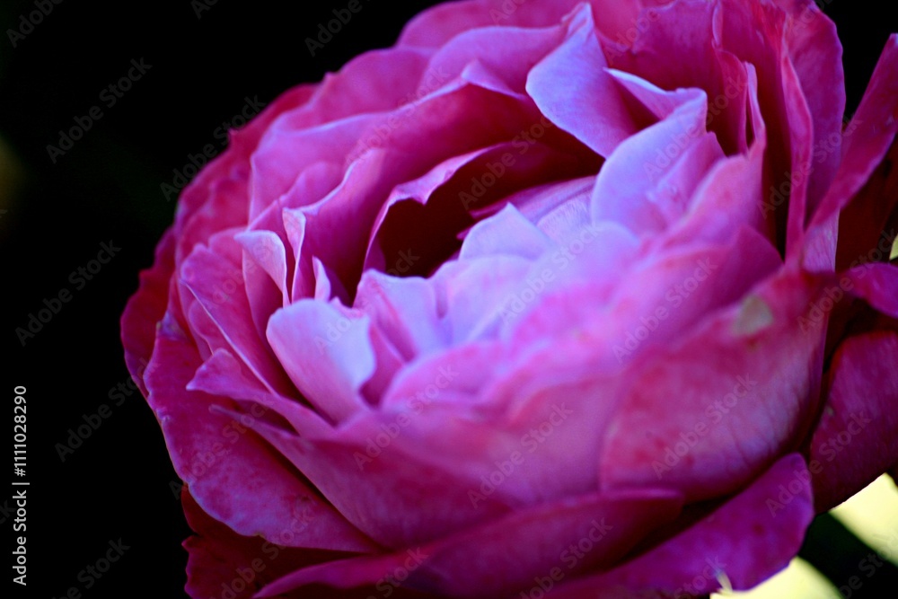 Obraz premium Rose