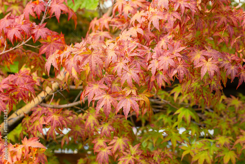 Colorful Maple leaves on the tree in autumn. Japanese Maple (Acer Palmatum Tamukeyama). Selective Focus. Close up. photo