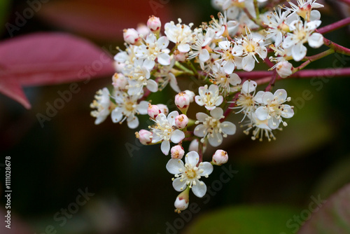 Small white flowers of Photinia Little Red Robin with bright red leaves in the garden close-up, selective focus.