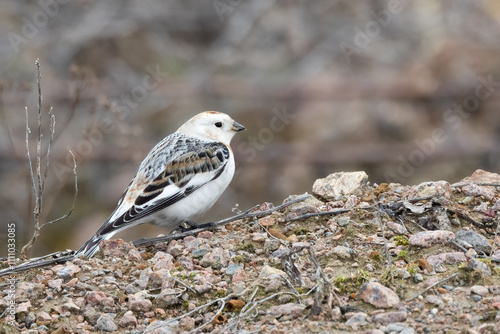 Snow bunting photo