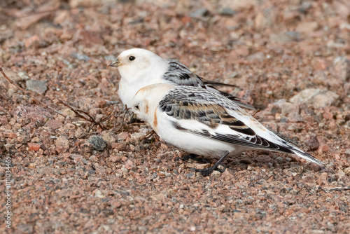 Snow bunting