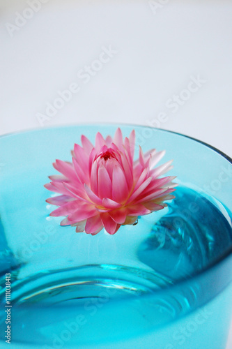 Blume im Wasser