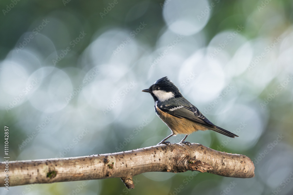 Bird (coal tit) perched on a branch with a blurred bokeh background. Close-up detail photo Bird (coal tit) perched on a branch with a blurred bokeh background. Close-up detail photo