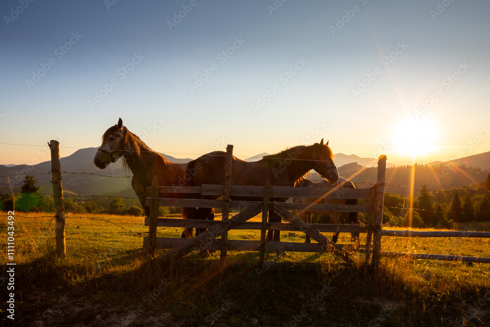 Calimani Mountains - Transylvania, Romania