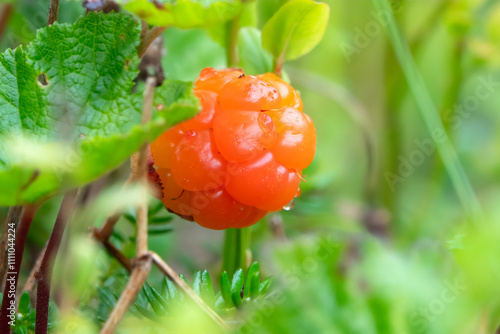 Cloudberry