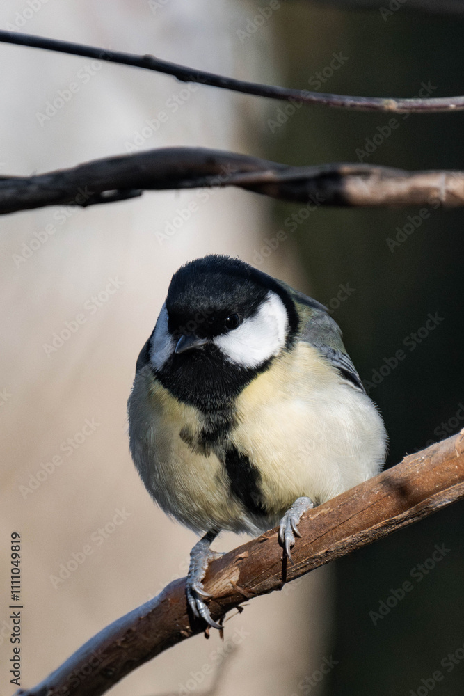 Fototapeta premium Great tit (Parus major) sitting on a tree branch in the sunlight