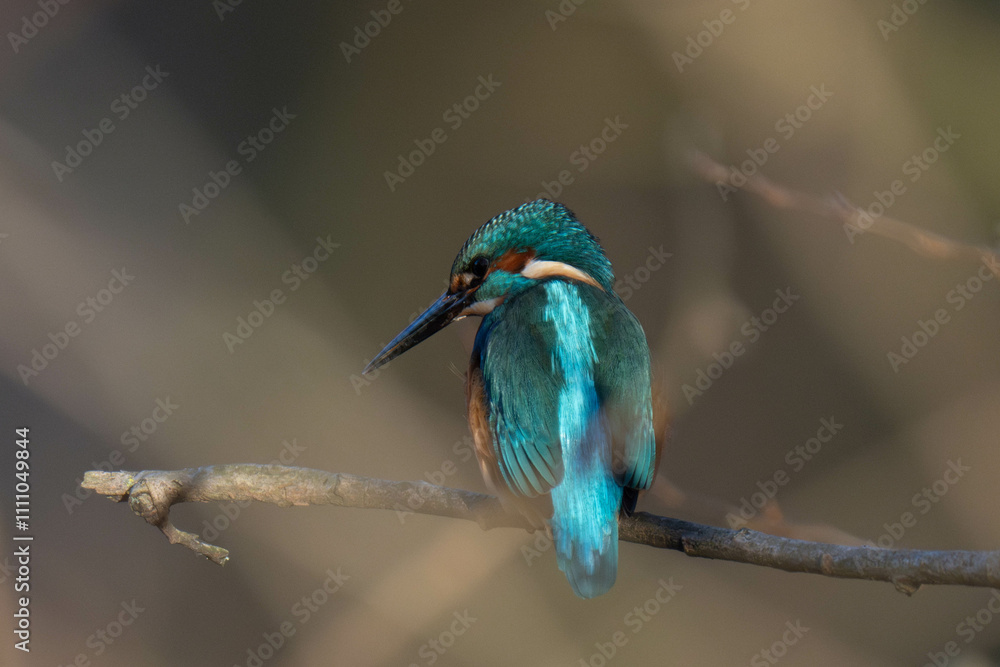 Common kingfisher (Alcedo atthis), also known as the Eurasian kingfisher and river kingfisher Common kingfisher (Alcedo atthis), also known as the Eurasian kingfisher and river kingfisher