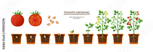 Tomato plant. Seed growth process. Twigs with roots and leaves. Germinating and harvesting. Seedling life cycle in pot. Agriculture sequence cultivation steps. Vector gardening infographic