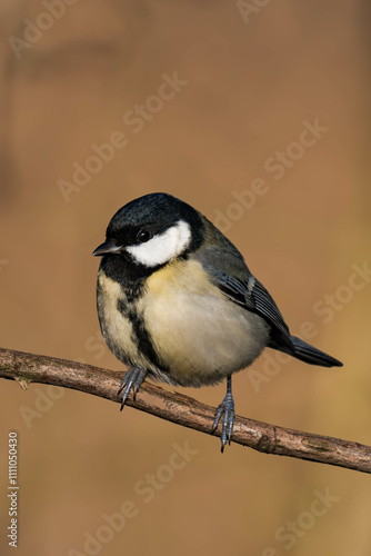 Great tit (Parus major) sitting on a tree branch in the sunlight